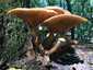 Gyűrűs tuskógomba (Armillaria mellea), Somogy. Fejlett, hártyás, sárgás, fehéres gallér